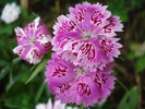 Dianthus chinensis (2010, June 16)