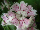 Dianthus chinensis (2010, June 16)