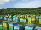 DSCF2526