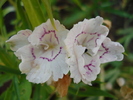 Dianthus chinensis (2010, June 17)
