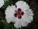Dianthus chinensis (2010, June 20)