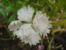 Dianthus chinensis (2010, June 20)
