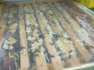 DSCF2542