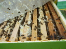 DSCF2543