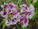 Dianthus chinensis (2010, June 20)
