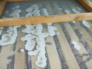DSCF2545