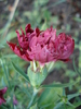 Dianthus Chabaud (2010, June 17)