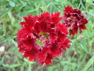 Dianthus Chabaud (2010, June 18)