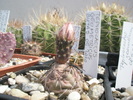 Thephrocactus geometricus - 19.06 boboc