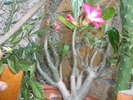 Adenium obesum - 19.06