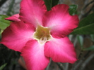 Adenium obesum - floare 19.06