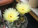 Notocactus uebelmannianus ( altul )- 20.06