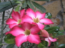 Adenium obesum - flori 20.06