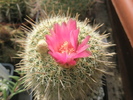 Notocactus guttierezii - floare 19.06