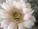 Gymnocalycium saglionis  - floare 20.06