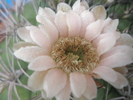 Gymnocalycium saglionis - floare