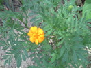 PICT0007