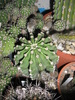 Echinopsis eyressi - 18.06