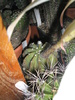 Echinopsis subdenudatum - 18.06