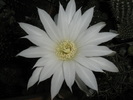 Echinopsis subdenudatum - floare