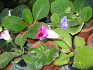 gloxi roz -multumesc violetadeparma