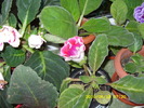 gloxi rosie