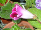 gloxi violetadeparma