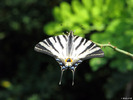 fluture-coada-randunicii-iphiclides-podalirius