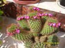cactus inflorit