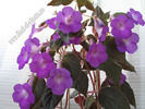Achimenes magnificent 5