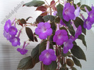 Achimenes magnificent 6