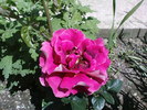 DSC03455