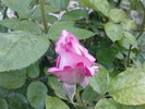 DSC03596