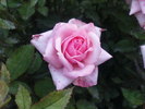 DSC03607
