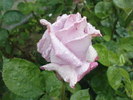 DSC03634