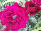DSC04028