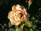 DSC04037