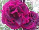 DSC04066