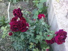 DSC04068