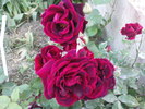 DSC04177