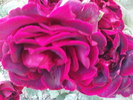 DSC04186