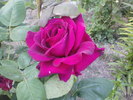 DSC04275