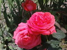 DAME DE COEUR