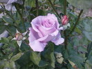 DSC04417