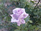 DSC04418