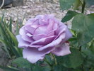 DSC04419