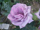 DSC04456