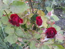 DSC04458