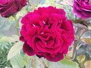 DSC04459