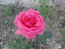 DSC04493